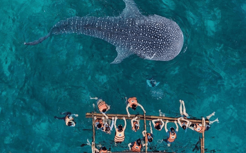 Oslob Whale Shark