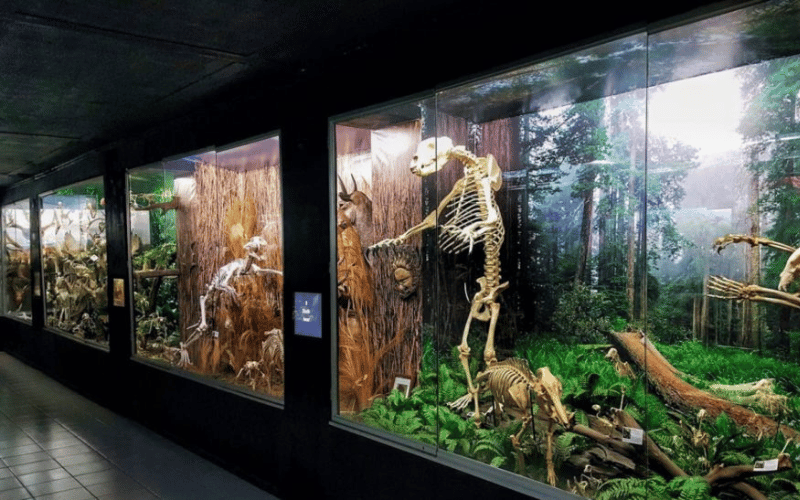 D’Bone Collector Museum